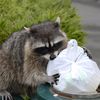 [UPDATE] Harlem Residents Terrorized By Raccoons